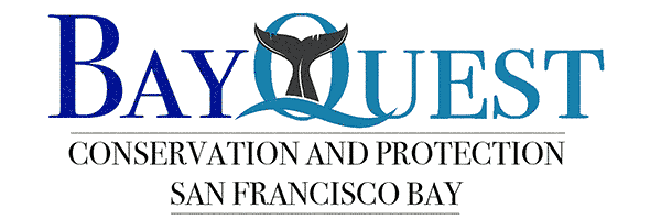 BayQuest Logo with the slogan "Conservation and protection San Francisco Bay"