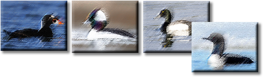 A photo collage of different sea birds.