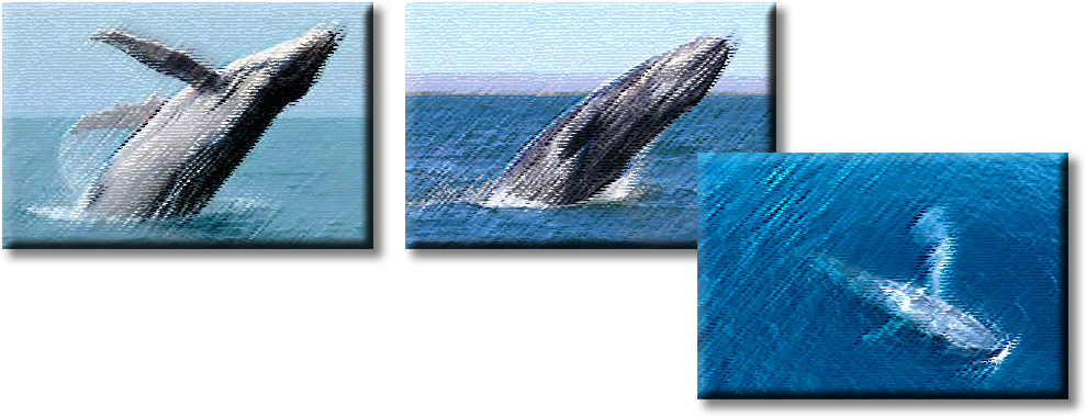 A photo collage of humpback whales. Two are jumping from the water and the third is swimming and shown from above.